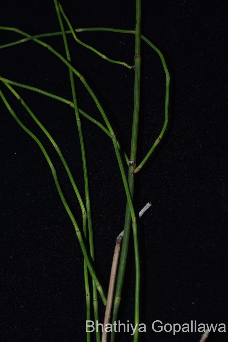 Equisetum ramosissimum  Desf.